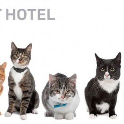VetCatHotel_Master